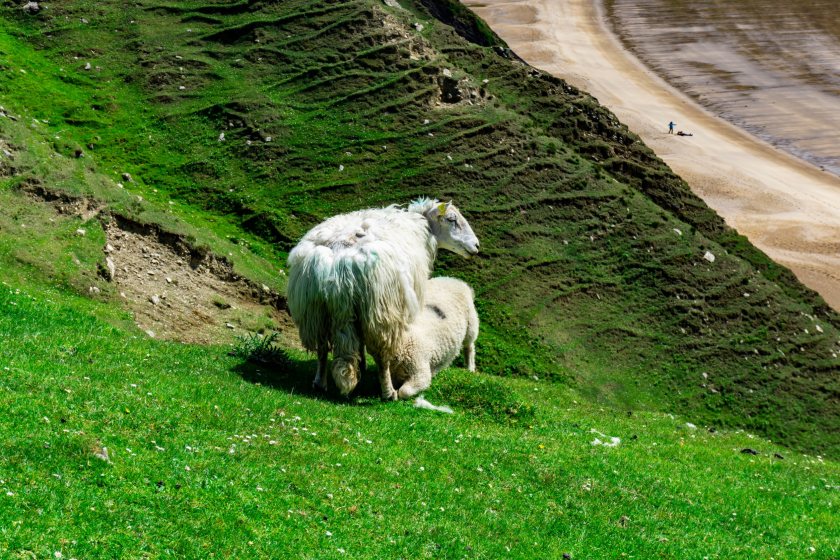 A task force was set up to look at ways to maintain viability and improve productivity within the sheep sector