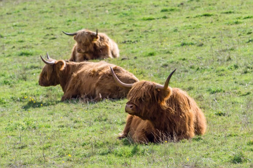 The group states that livestock systems are “too precious to society to become the victim of simplification"