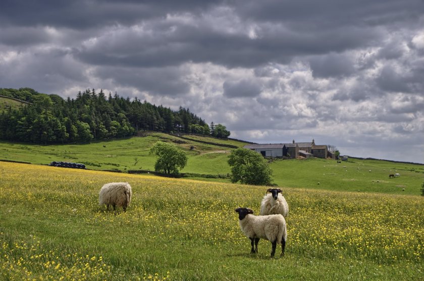 The EFS offers Northern Irish farmers a 5-year agreement to deliver a range of environmental measures