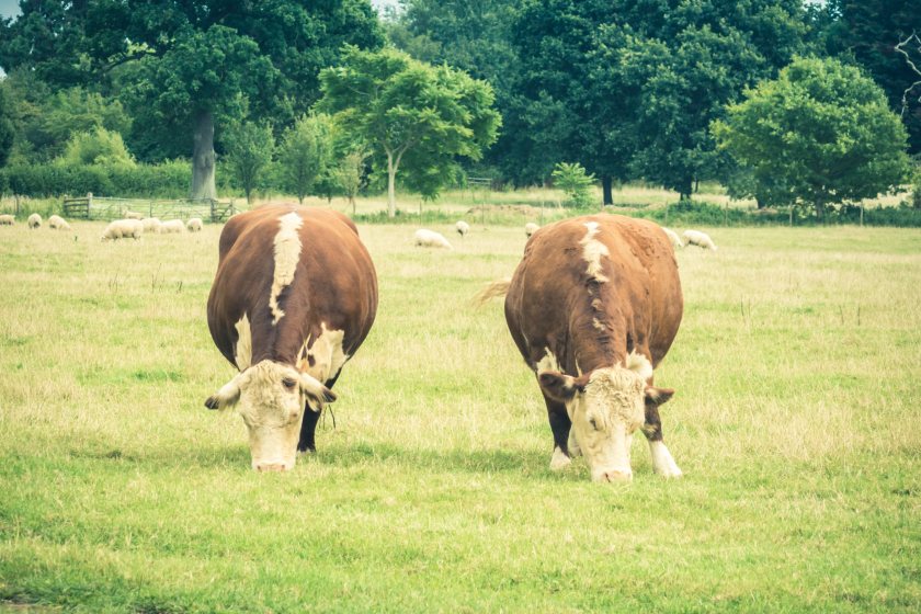 Red Tractor's beef and lamb standards are higher than Australian and New Zealand's, report says