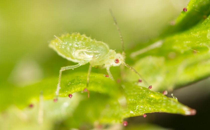 It is estimated that crop losses caused by aphids could be as high as £190 million every year