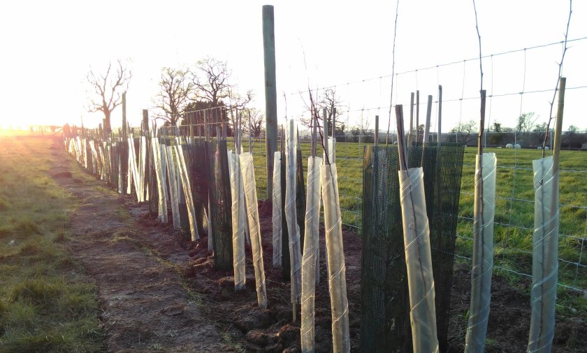 Farmers will be obliged to comply with a new set of rules if the Management of Hedgerows Regulations passes