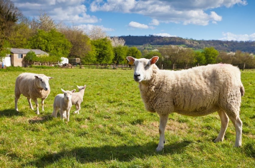 France is the UK’s largest market for lamb, with exports in 2023 increasing by 23% in value on the year