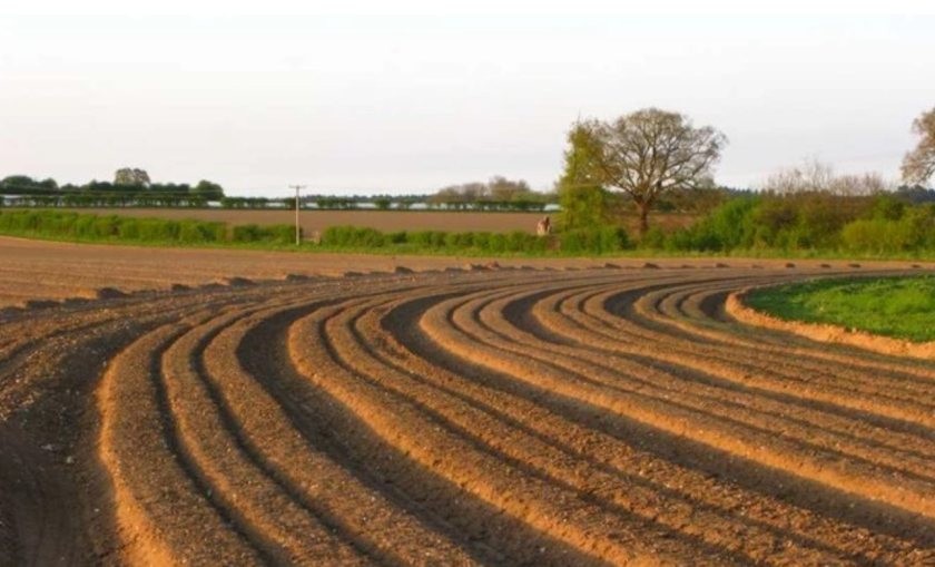 Adama has spent years testing a collection of newer potato varieties for metribuzin selection (Photo: Adama)