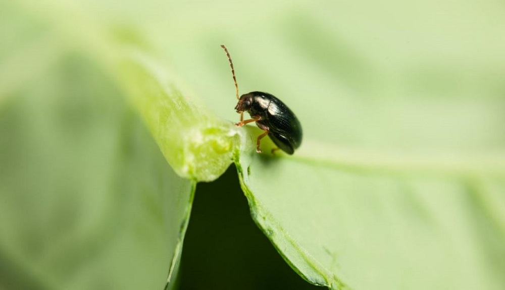 The insecticide has potential for use against pests such as the cabbage stem flea beetle (Photo: Rothamsted Research)