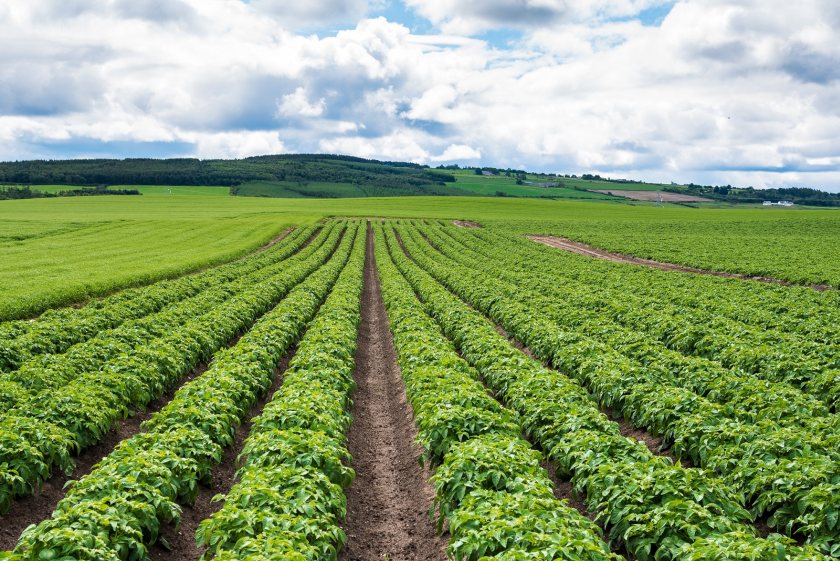 Researchers have highlighted the significance of the potato sector to Scotland’s rural economy