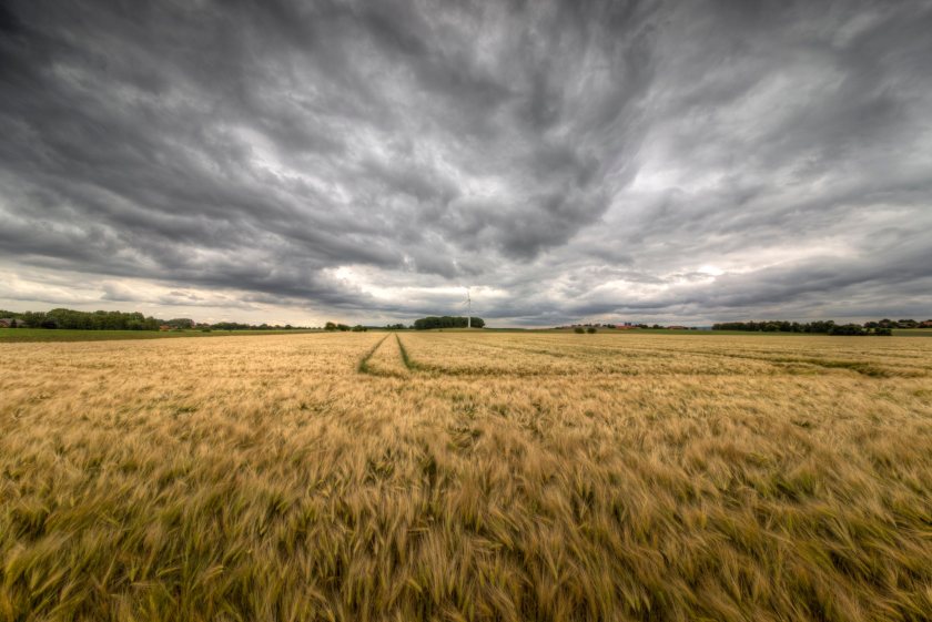 This year's relentless rain in the UK is affecting growers and their contractual obligations