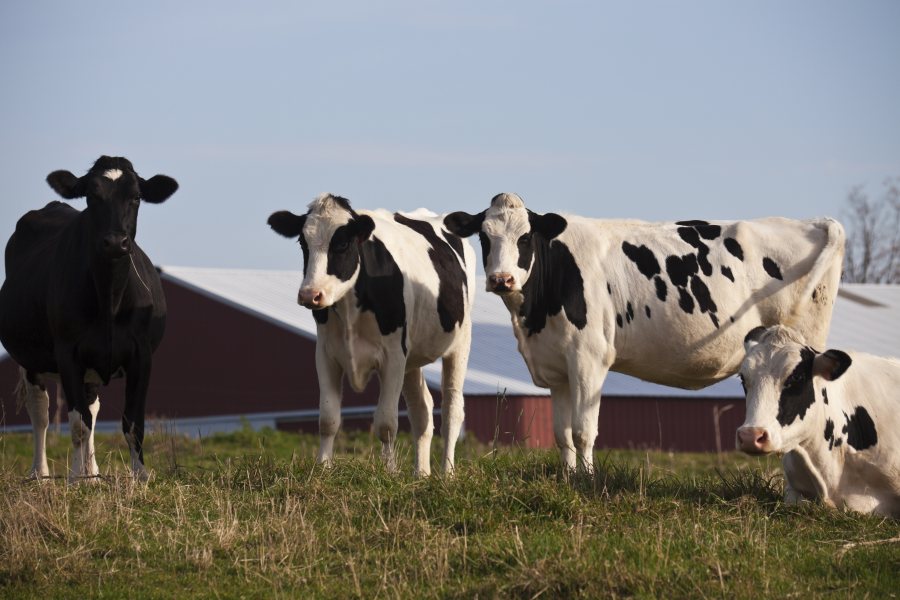 Defra said today that it was monitoring the situation in the United States 'closely'