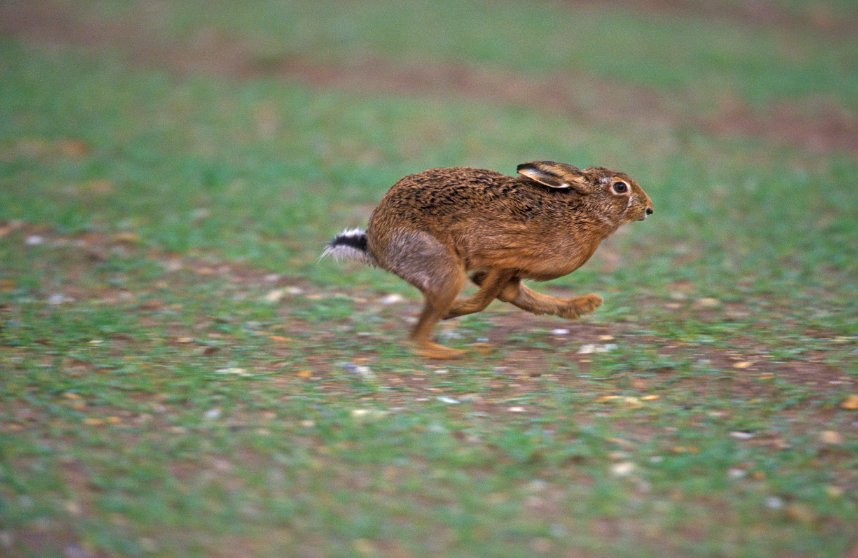 Hare poaching can lead to criminal damage, theft, vandalism, and violence against farmers and landowners