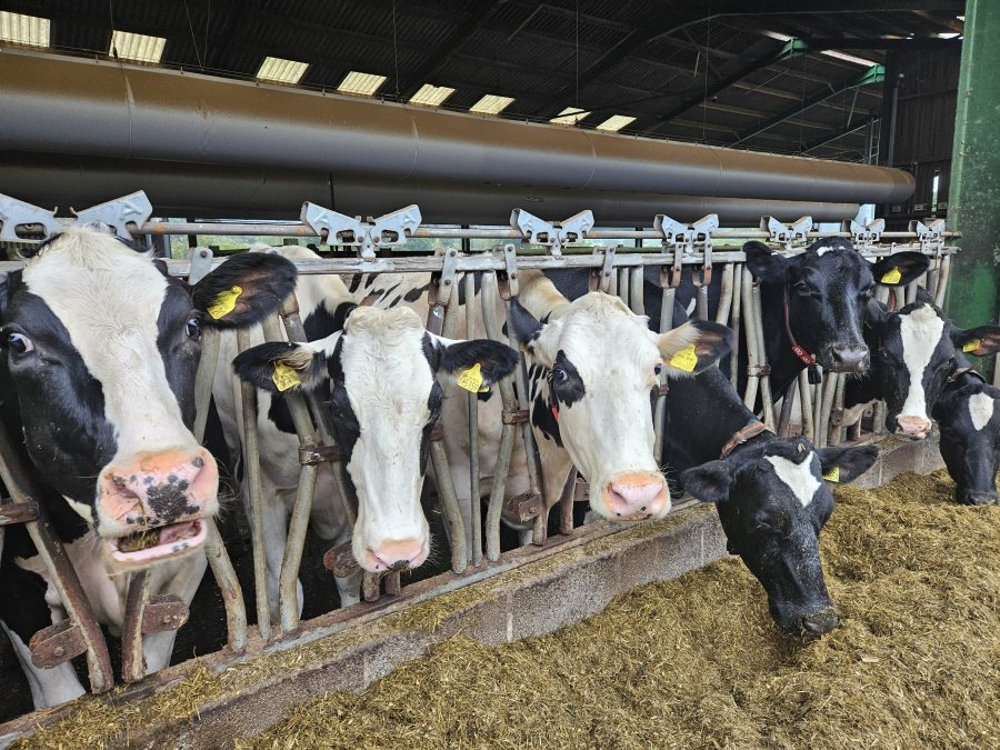 Improving air flow with a mechanical ventilation system was proven to increase the cows’ ability to cope with heat stress