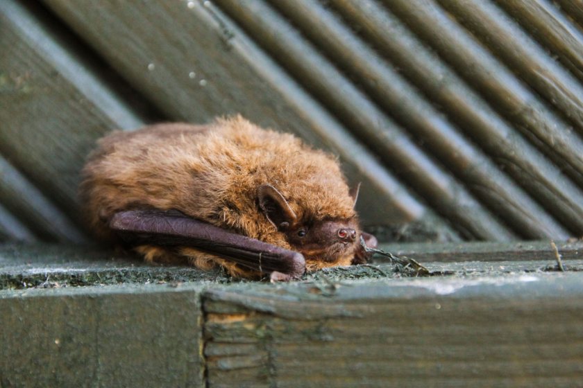 Bats act as a natural control method for pest insects on both crops and livestock