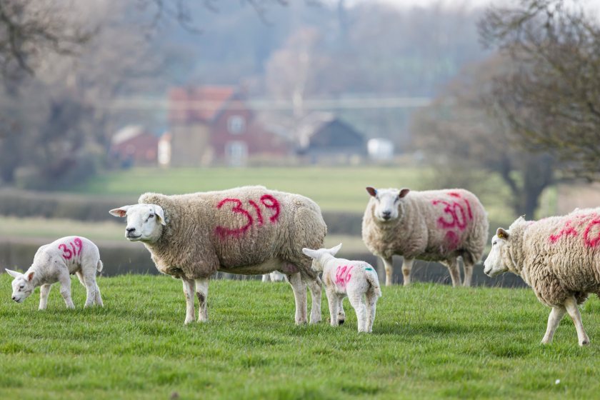 The disease has had a devastating impact in both the Netherlands and the UK