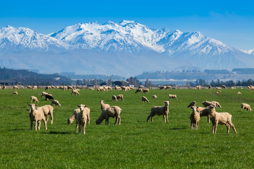 New Zealand is set to have improved access to the European market as a new trade deal comes into force