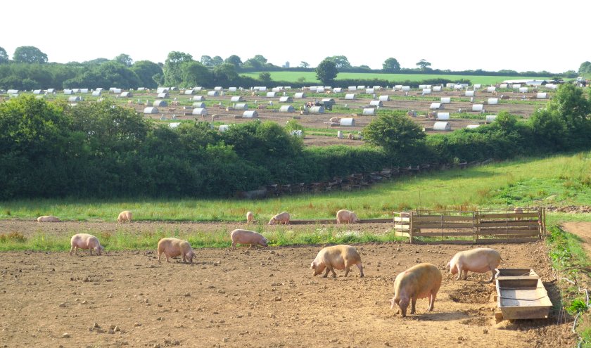 Incidents of animal activism continue to rise and impact farmers' businesses
