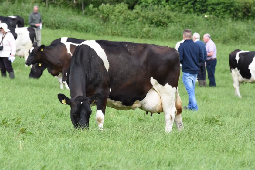 British Friesians are particularly well suited to the type of land and climate in North Lanarkshire