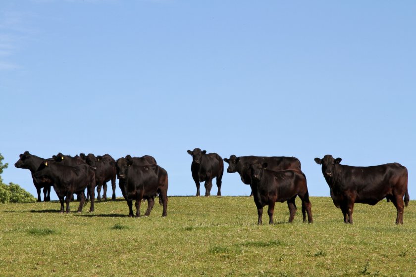 The  project aims to boost the profitability and sustainability of the Welsh beef sector, according to HCC