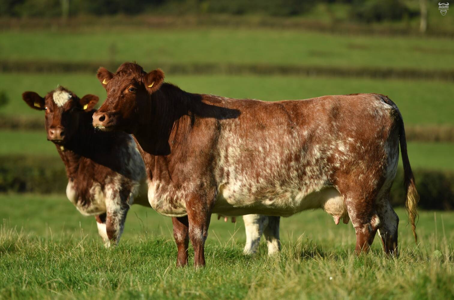 The new scheme is designed to improve genetic linkage within the breed (Photo: Beef Shorthorn Society)