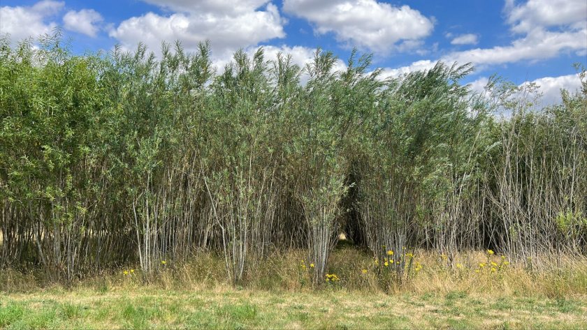 The project will assess the viability of biomass crops to improve farm revenues and sustainability