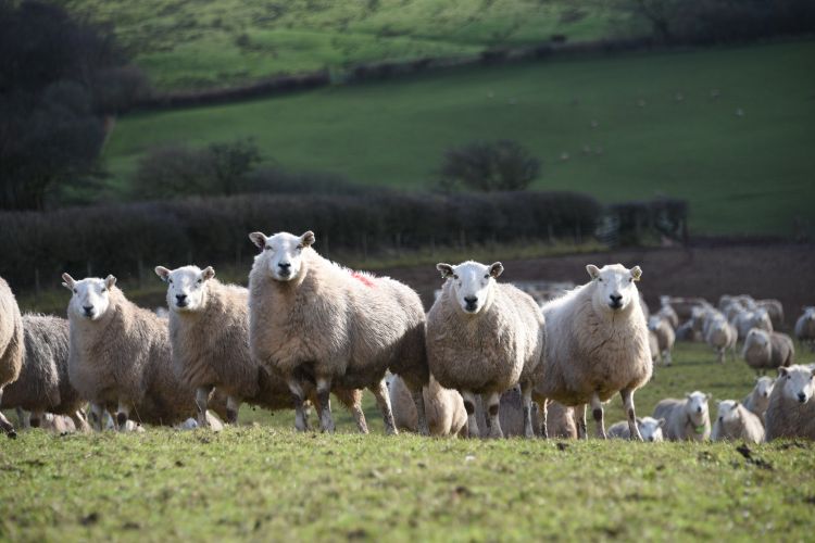 Targeted parasitic worm treatment benefits flocks and finances, new research shows