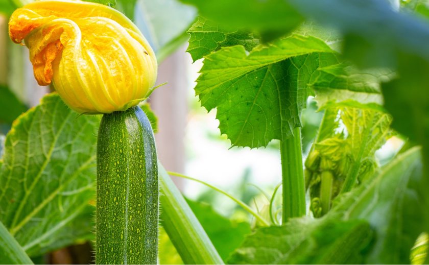 The trial has identified a link between plant health, fruit weight and silicon uptake
