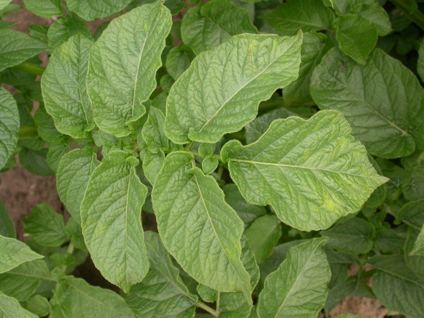 Non-persistently transmitted potyviruses have been the most problematic of viral diseases affecting UK potatoes for years