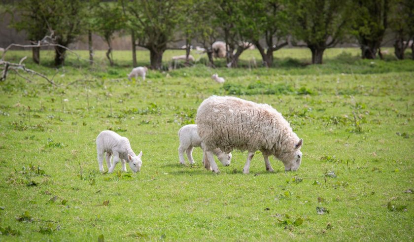 Ceva Animal Health said the vaccine challenge was being treated with the 'utmost urgency'