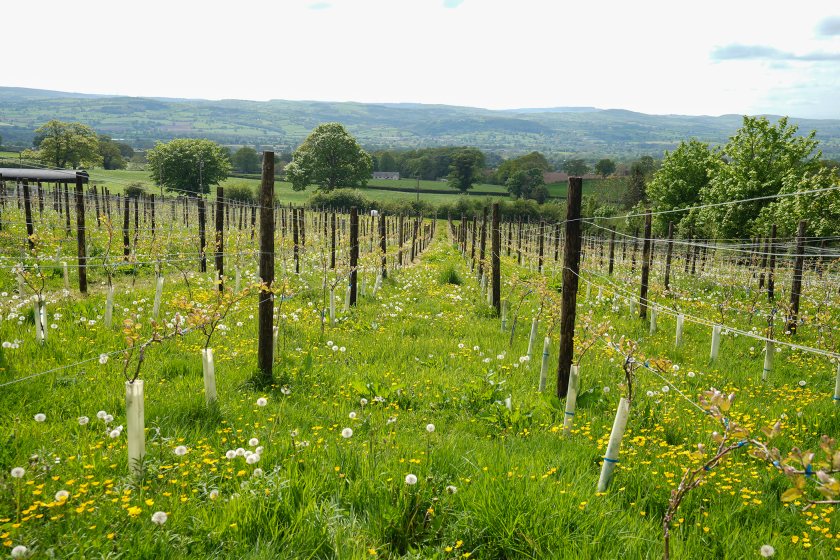 The Eastons harvested their first grapes in 2023 and are about to produce the initial batch of Offa’s Dyke Wines