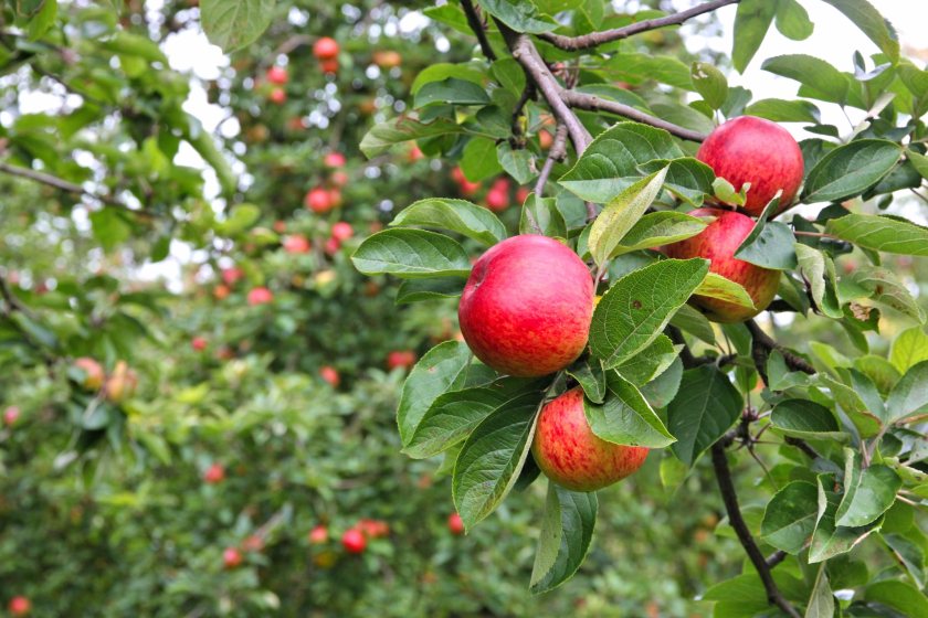 The £750 million deal will see the introduction of a new orchard on the farm