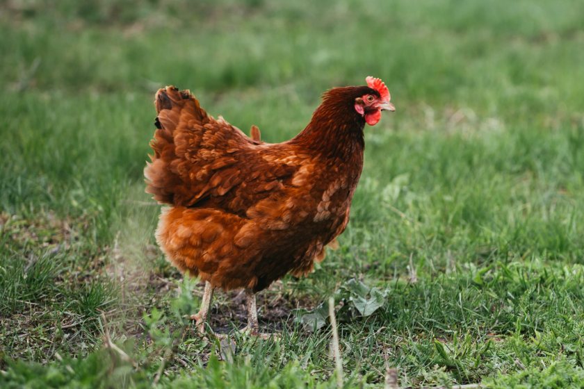 The UK has faced its largest ever outbreak of bird flu, with over 360 cases in poultry confirmed
