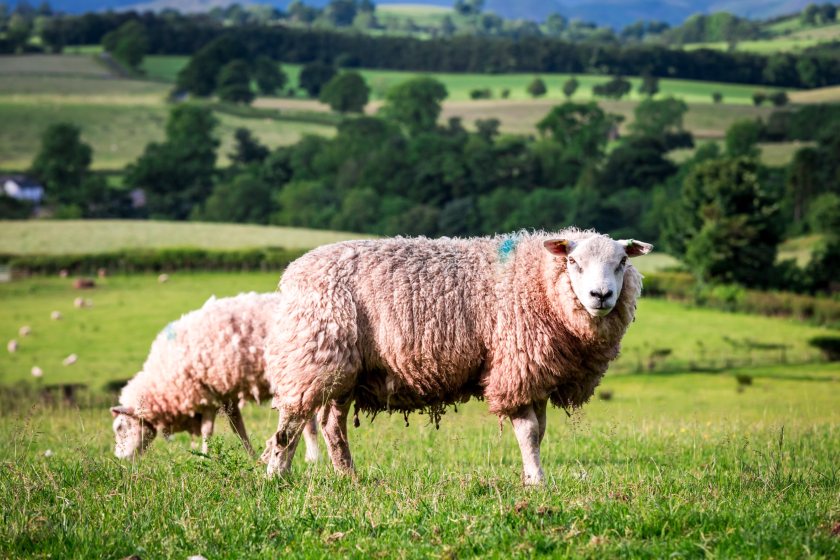 Farmers widely opposed plans to increase the application fee for spreading sheep dip by 50%