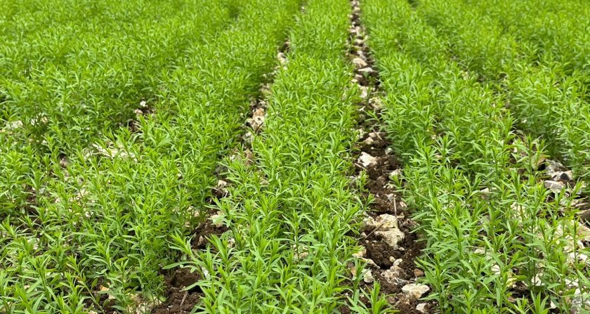 The approval will be welcome news for linseed growers looking to control broad leaved weeds post-emergence