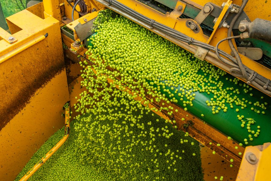 Next month's Great British Pea Week aims to put a spotlight on the UK pea vining sector