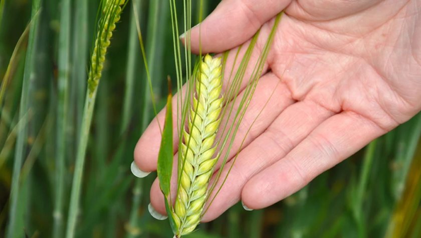 (Photo: Syngenta)