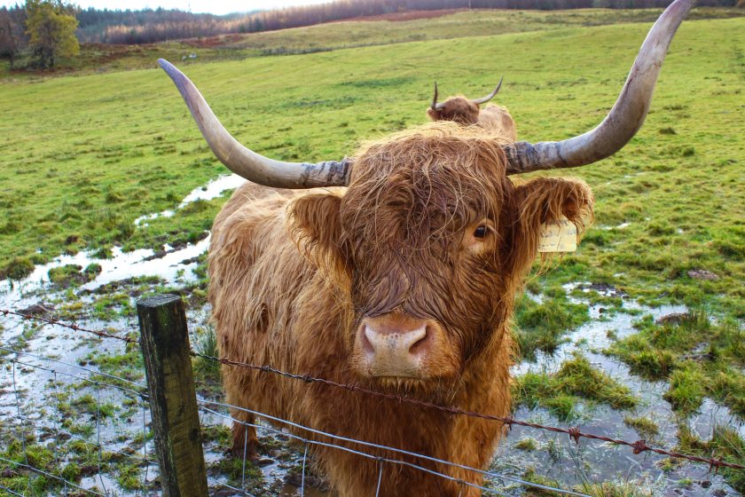 Bovine electronic identification can provide farmers with an easier way to collect and store cattle information