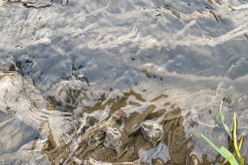 Sewage fungus in the Westford stream (Photo: Environment Agency)