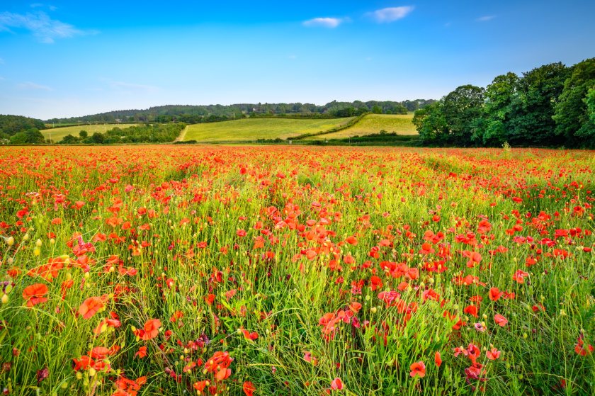 Green groups have called for a farming budget of £5.9 billion per annum, an increase of over £2 billion