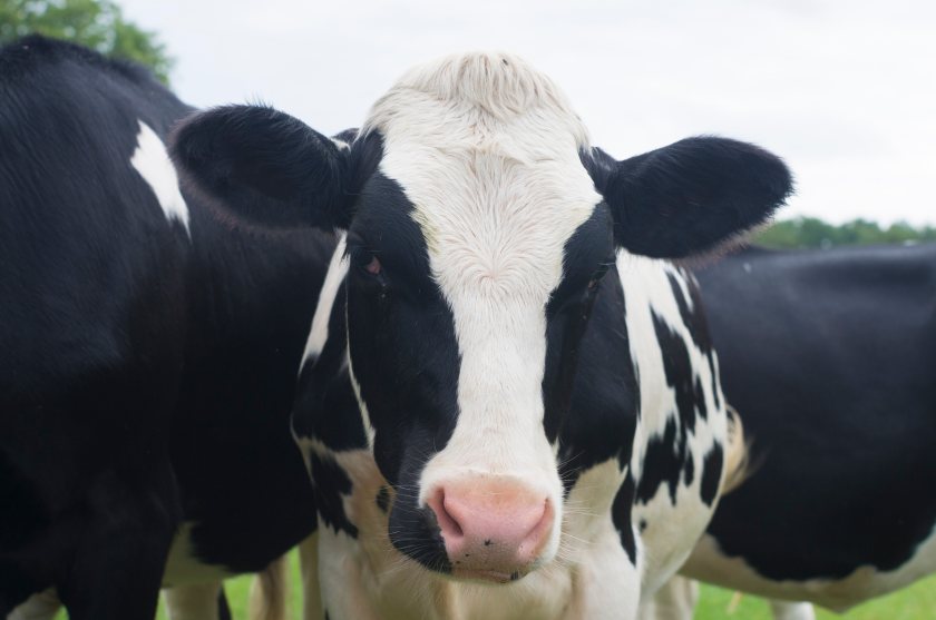 The court heard how the farmer 'consistently failed' to report the deaths, or off movements, of cattle since 2021