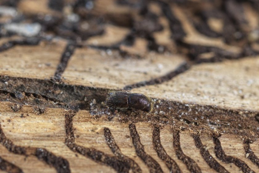 (Photo: Defra)