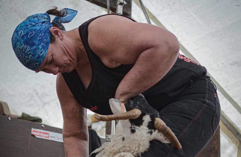 The challenge before Una Cameron is to shear more than 458 ewes in 9 hours