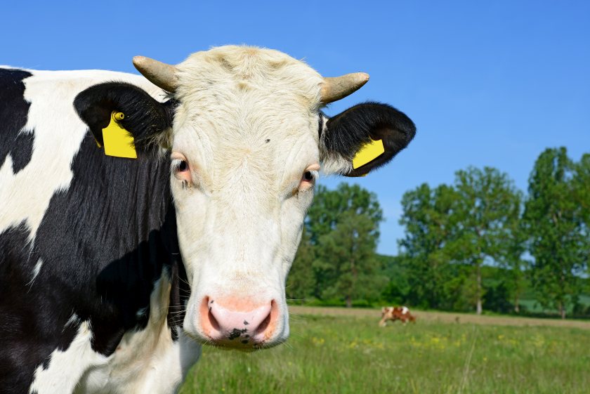 At present, no support is being offered to farmers to use methane suppressants