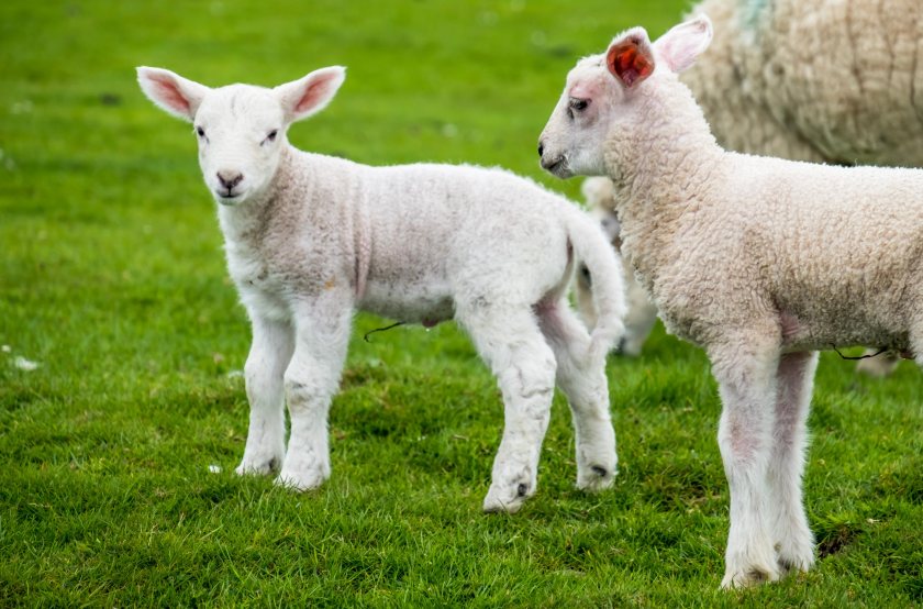 Tail docking and castration in lambs is considered necessary to manage negative welfare impacts
