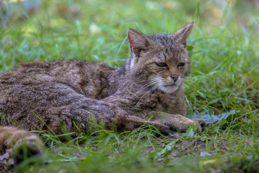 Farmer input is needed for a project looking at the feasibility of a wildcat reintroduction in Devon
