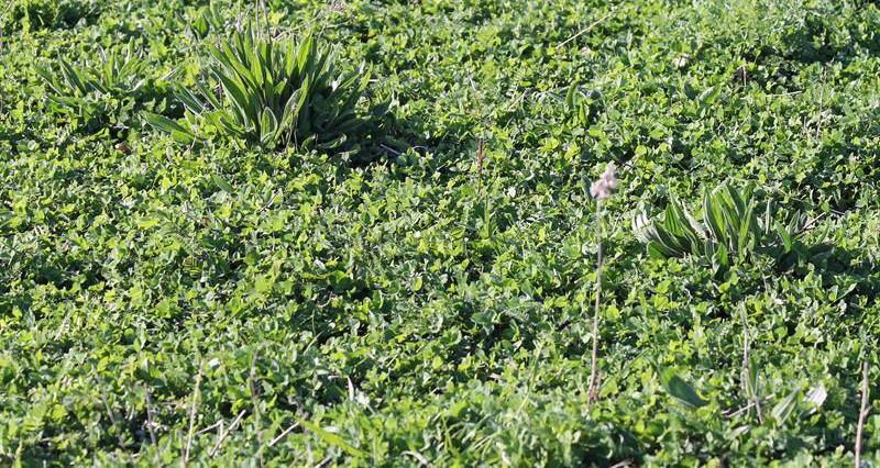 The NFU has welcomed the government's changes to the SFI 2024, but some concerns remain (Photo: NFU)