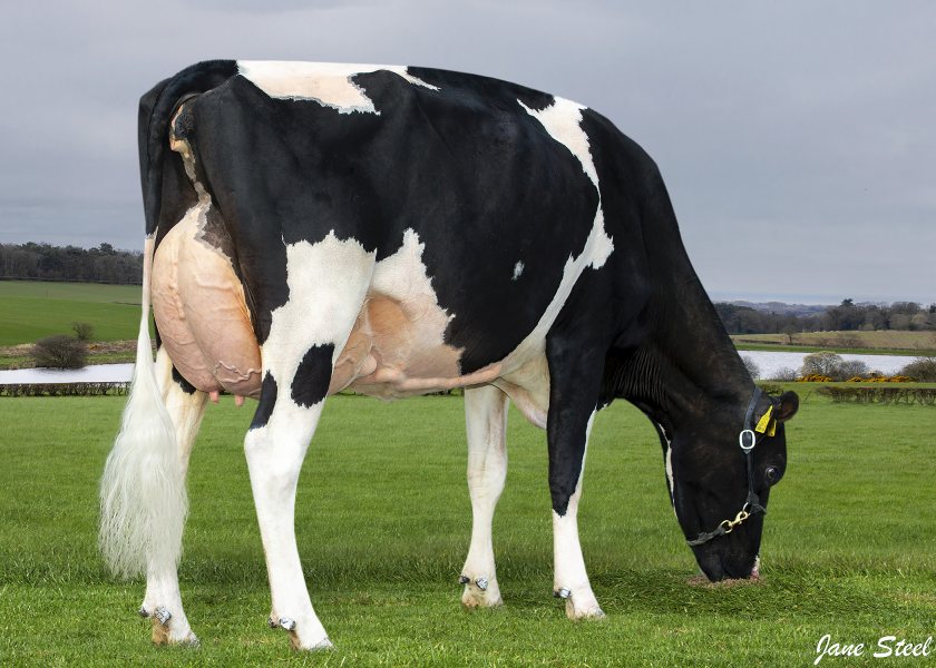 UK-bred daughter of Genosource Captain