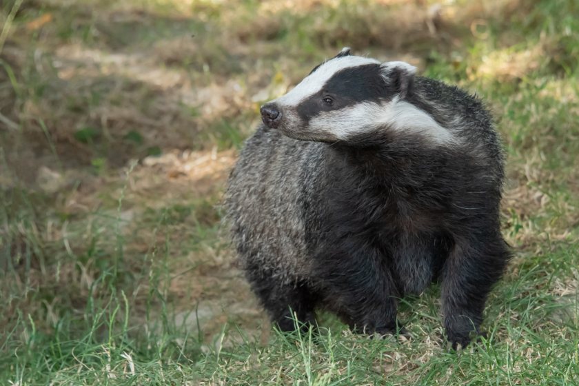 Speaking about the new documentary, Sir Brian May said he “came in to save the badgers”