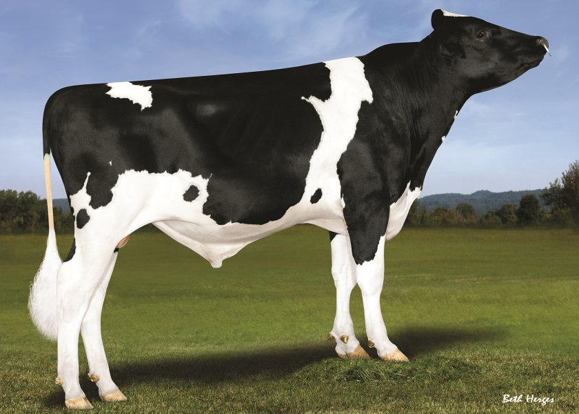 The new number one Autumn Calving Index (£ACI) sire is Winstar Mendel P