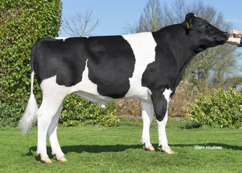 Bloemplaat Hoeve Ewoud is the top ranked British Friesian