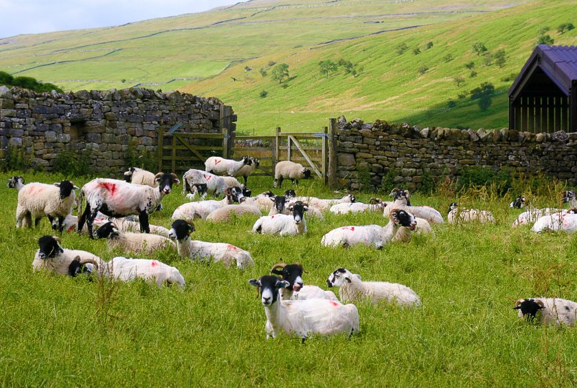 The study, by Rothamsted Research, also highlighted problems of limited farm resources