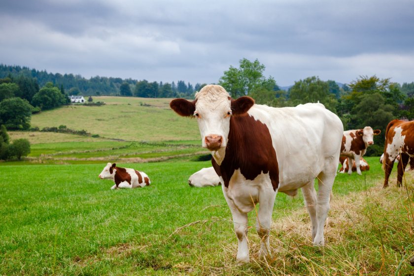 No support is currently being offered to UK farmers to use methane suppressants