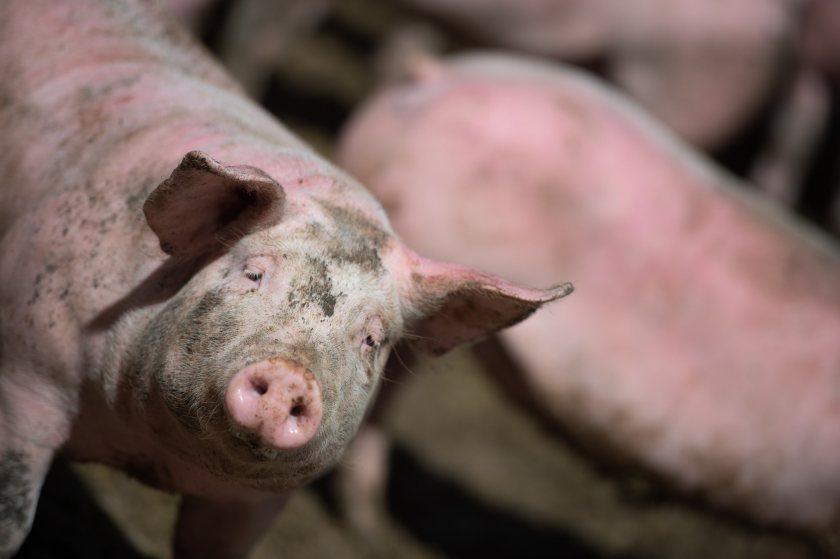 Records for movements of live pigs would be requested in the case of a suspected ASF case